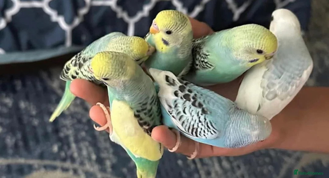Conures birds for sale: Silly tame hand reared budgie baby  - Advert 3
