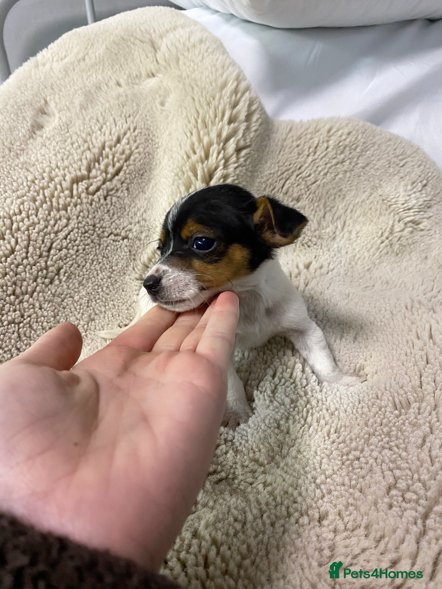 Jack Russell dogs Miniature Jack Russell puppies🐶 - Advert 12