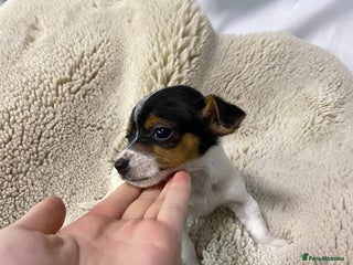 Jack Russell dogs Miniature Jack Russell puppies🐶 - Advert 3