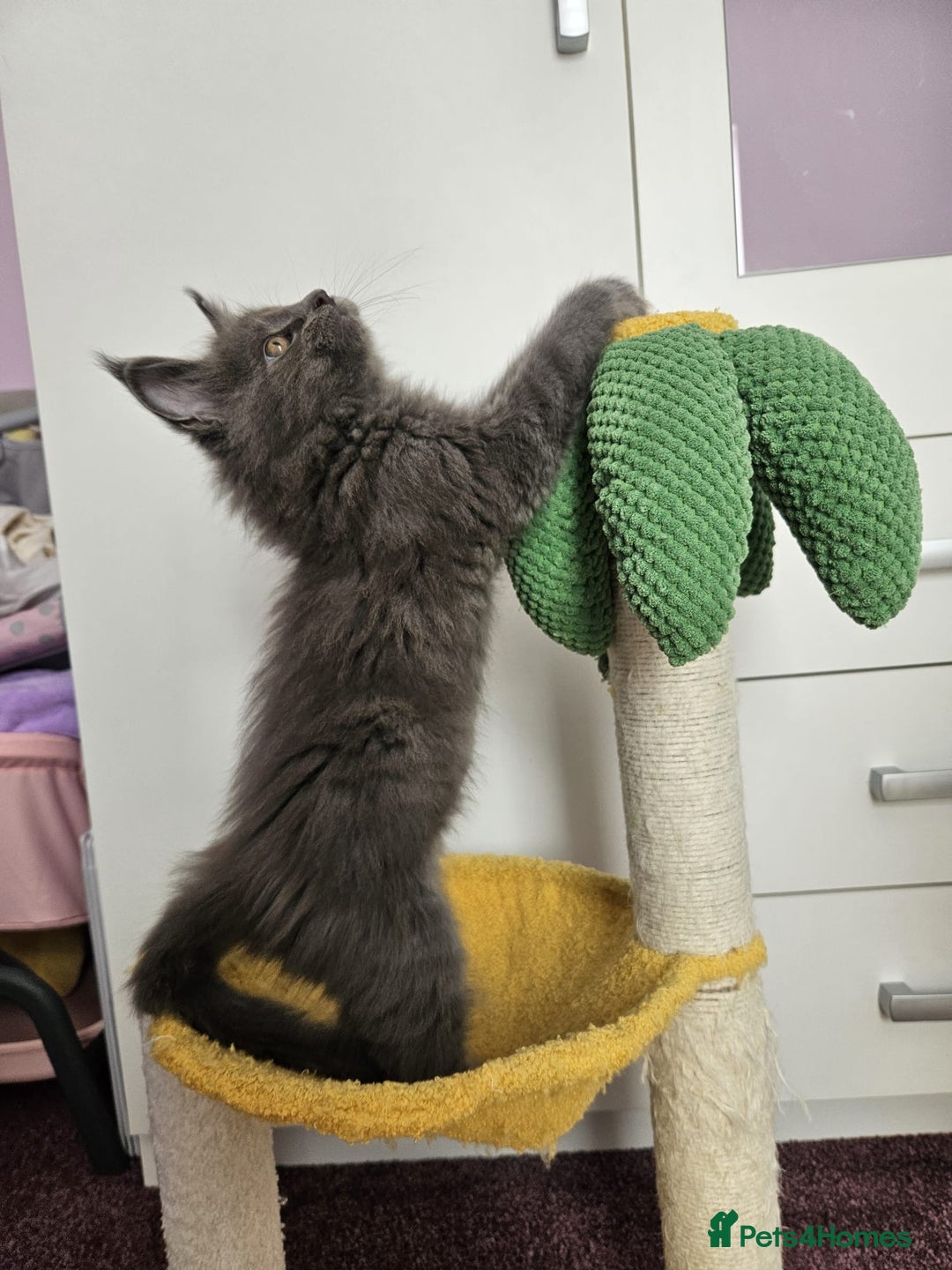 Maine Coon cats for sale: ✨7 Pure Bred Maine Coon Kittens✨ - Image 9