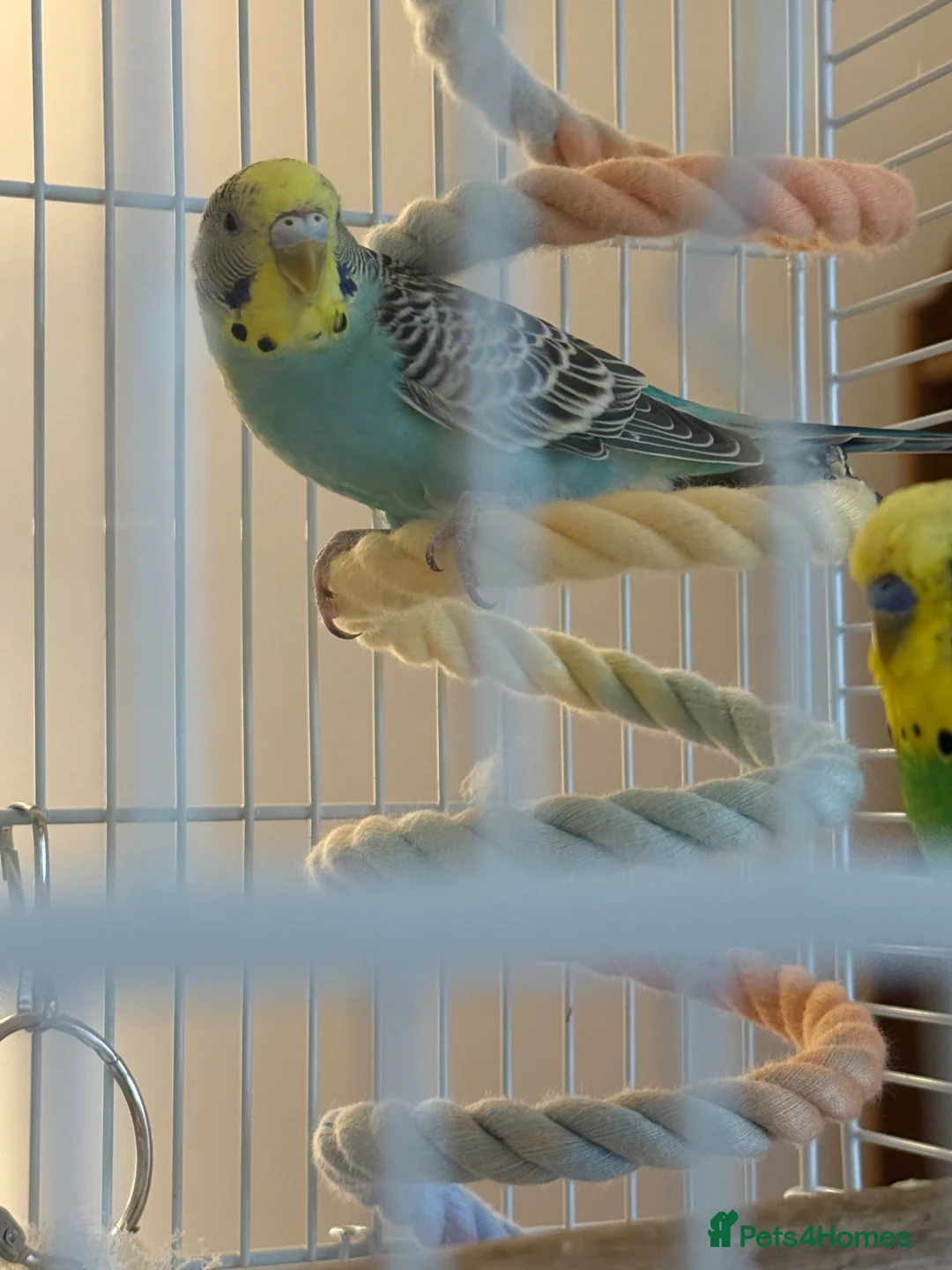 Budgerigars birds for sale: Pair of budgies with cage for sale in Truro - Advert 2