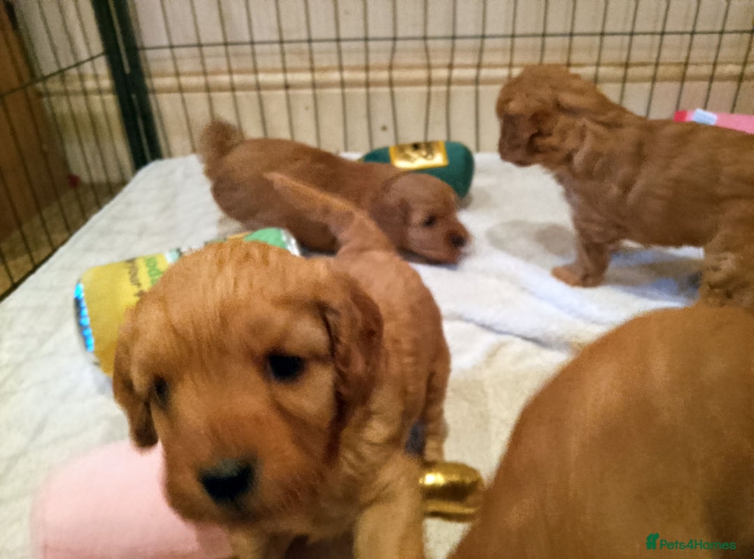 Cavapoo dogs for sale: F1 Cavapoo Pups  - Image 13
