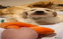 Golden Retriever dogs for sale: Beautiful Golden Retriever Puppies - Image 8