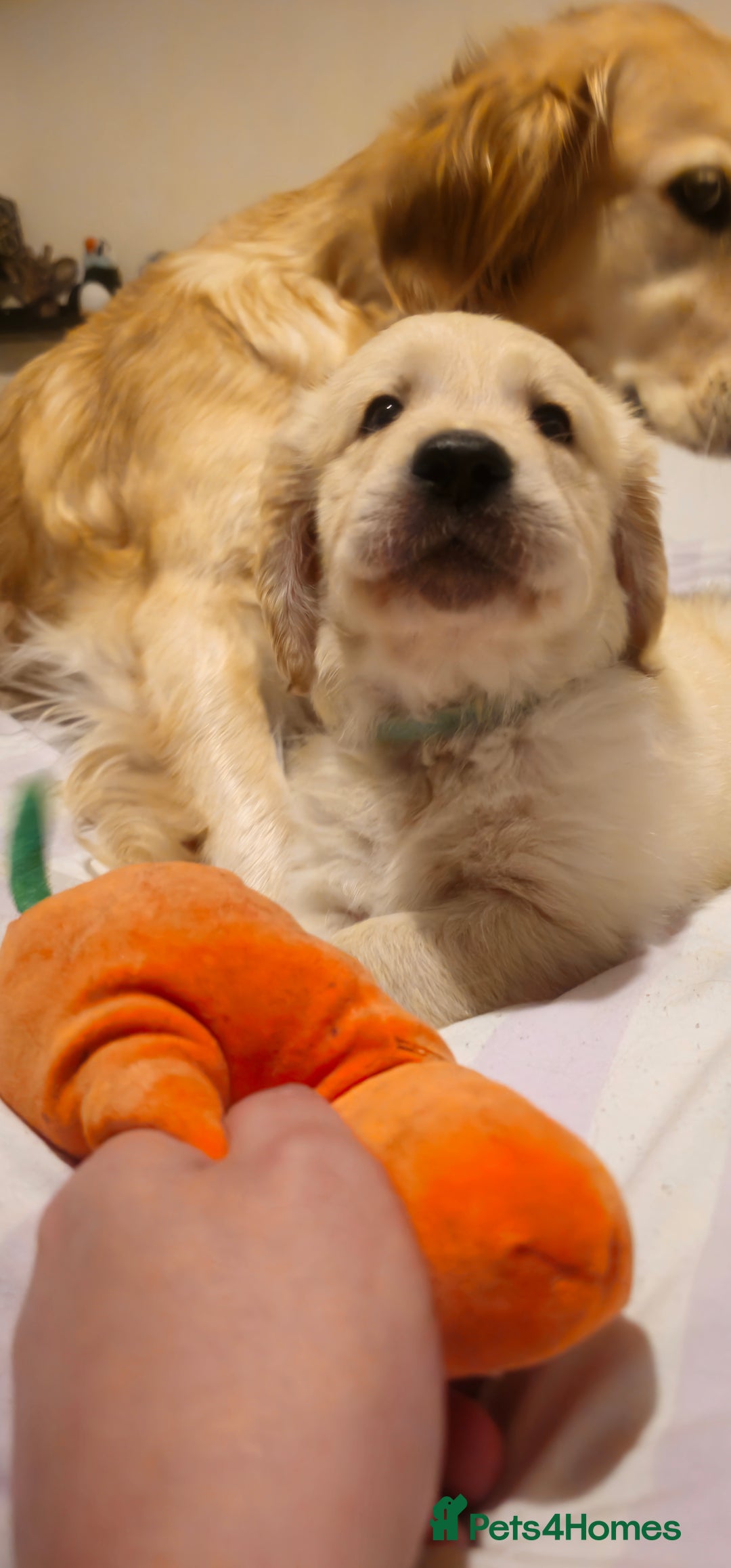 Golden Retriever dogs for sale: Beautiful Golden Retriever Puppies - Image 8