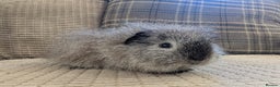 Guinea Pig rodents for sale: 4 female guinea pigs - Advert 6