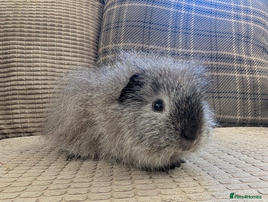 Guinea Pig rodents for sale: 4 female guinea pigs - Advert 6
