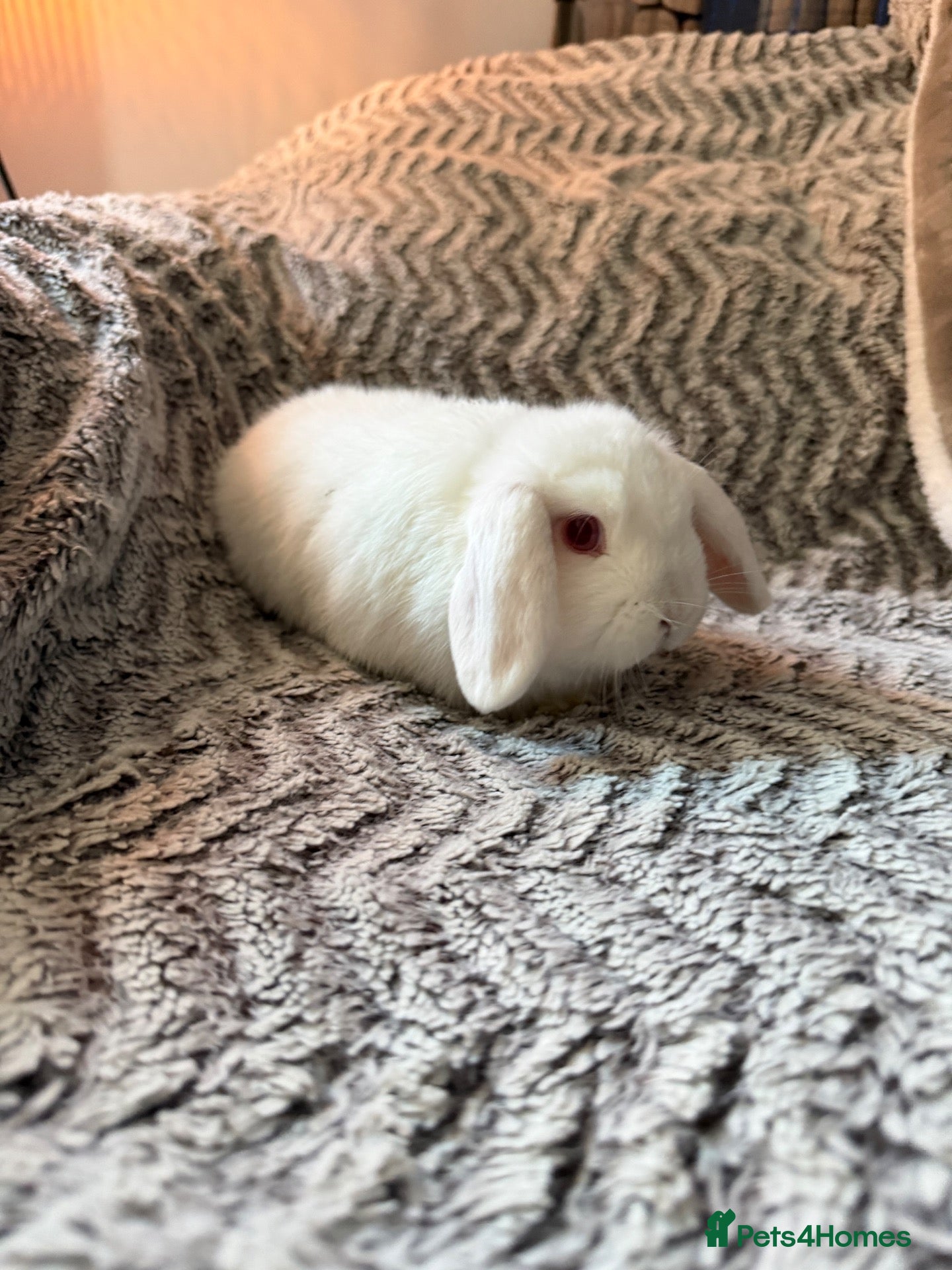 Mini Lop rabbits Beautiful mini lop babies available  - Advert 15