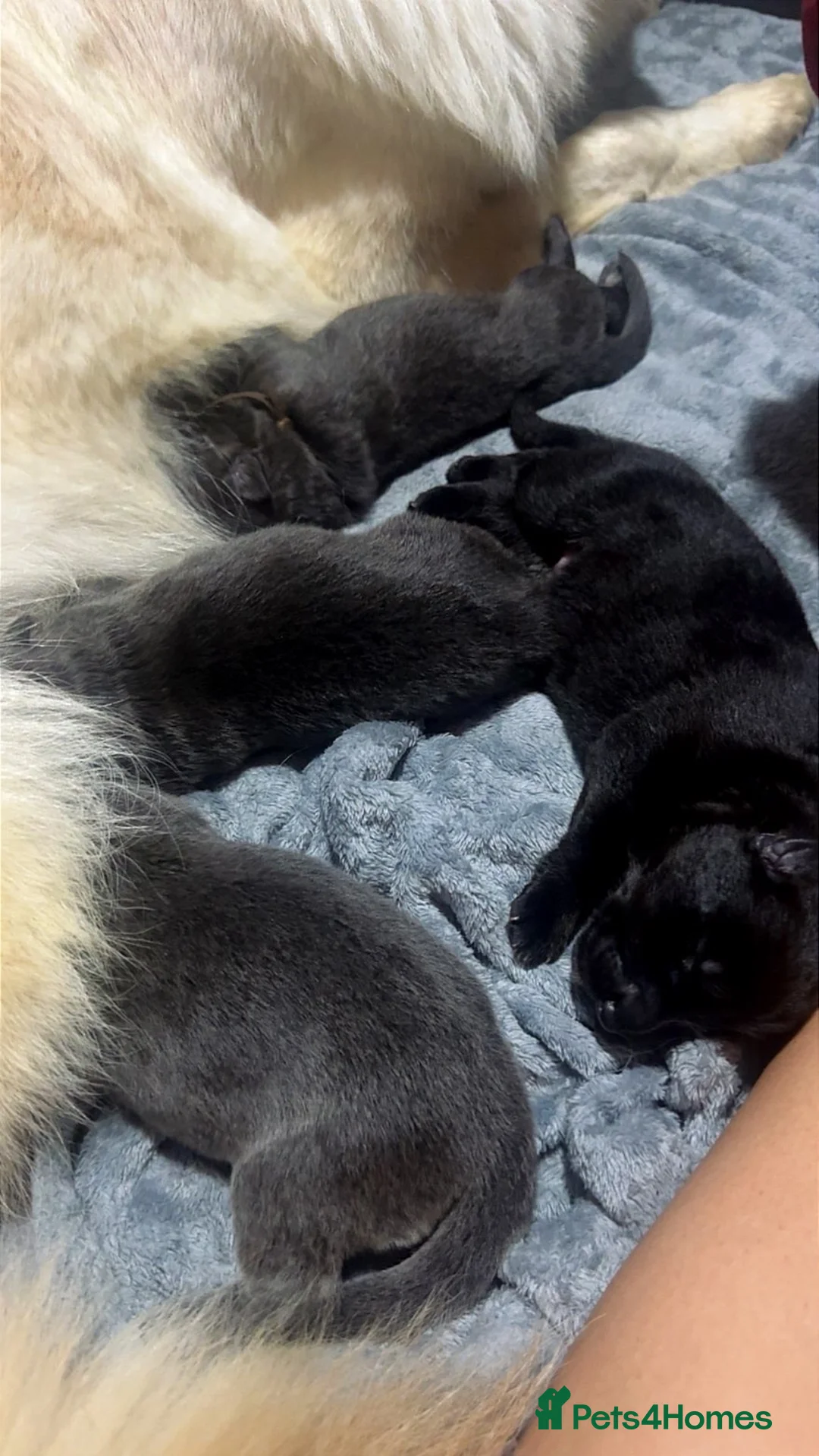 German Shepherd dogs for sale: beautiful blue bi-colour GSD  - Advert 1