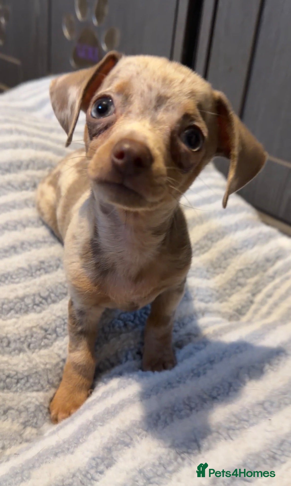 Chiweenie dogs Chiweenie chihuahua dachshund pups BOYS - Advert 1