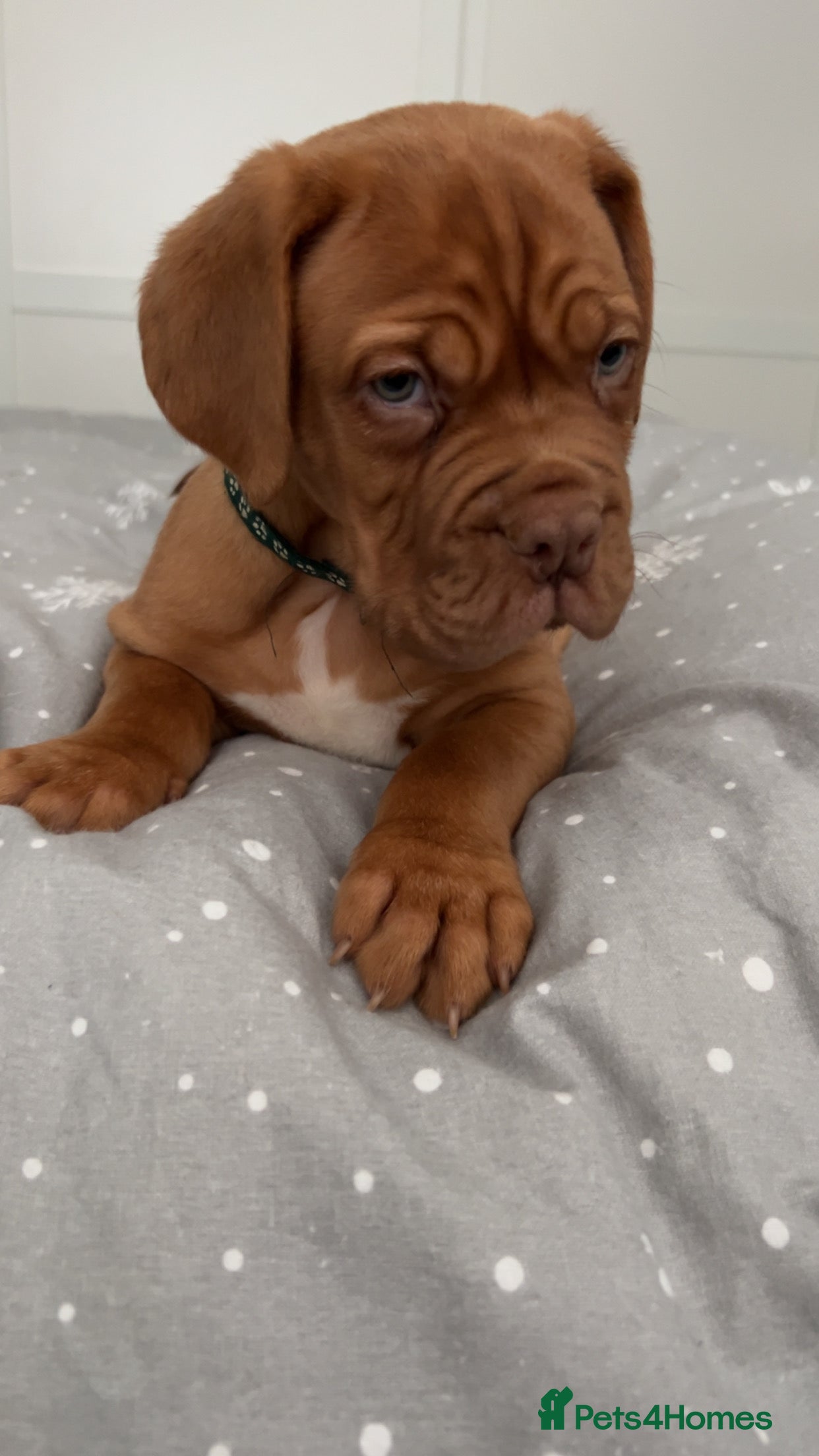 Dogue De Bordeaux dogs READY NOW Chunky kc dogue de Bordeaux - Advert 1