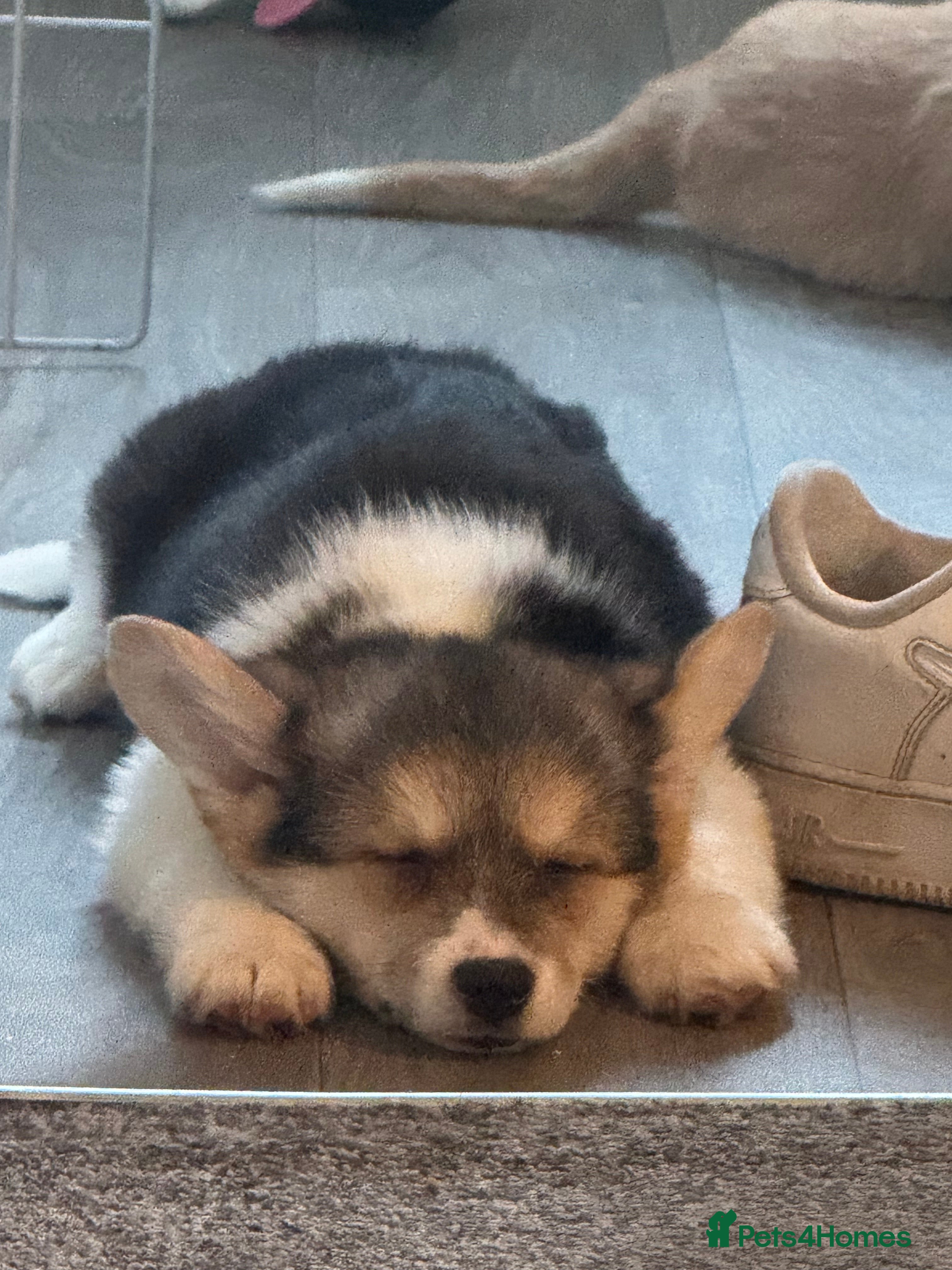 Welsh Corgi Pembroke dogs Beautiful Welsh Pembroke corgis - Advert 1