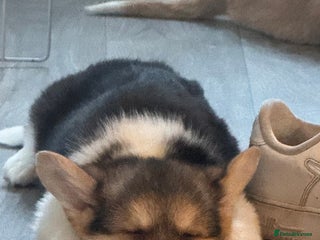 Welsh Corgi Pembroke dogs Beautiful Welsh Pembroke corgis - Advert 1