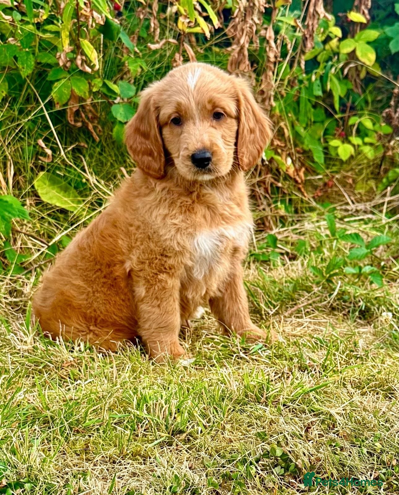 Goldendoodle dogs BEAUTIFUL MULTIGEN AUSTRALIAN GOLDENDOODLE PUPPIES - Advert 3