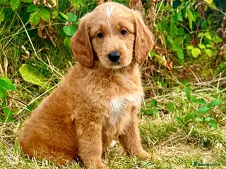 Goldendoodle dogs BEAUTIFUL MULTIGEN AUSTRALIAN GOLDENDOODLE PUPPIES - Advert 2