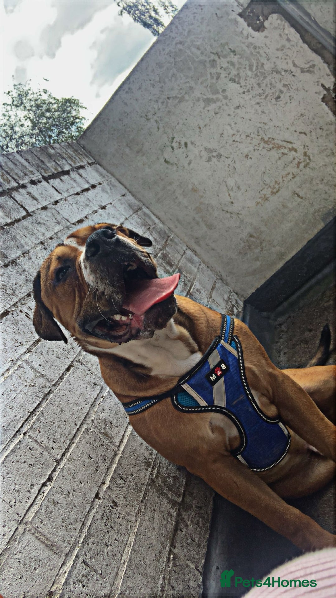 Alapaha Blue Blood Bulldog dogs for sale: Bruno - Image 1