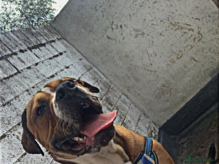Alapaha Blue Blood Bulldog dogs - Advert 3