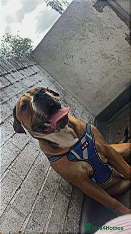 Alapaha Blue Blood Bulldog dogs - Advert 3