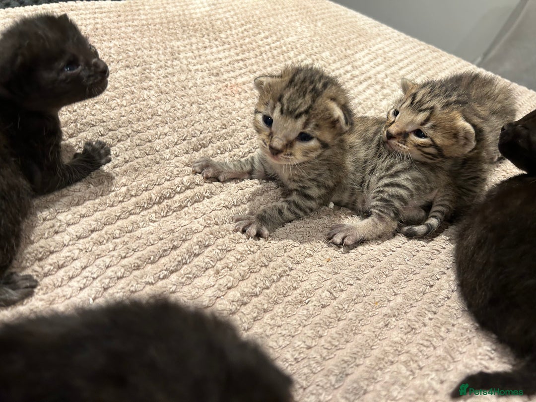Savannah cats for sale: 5 f3 savannah  - Advert 1