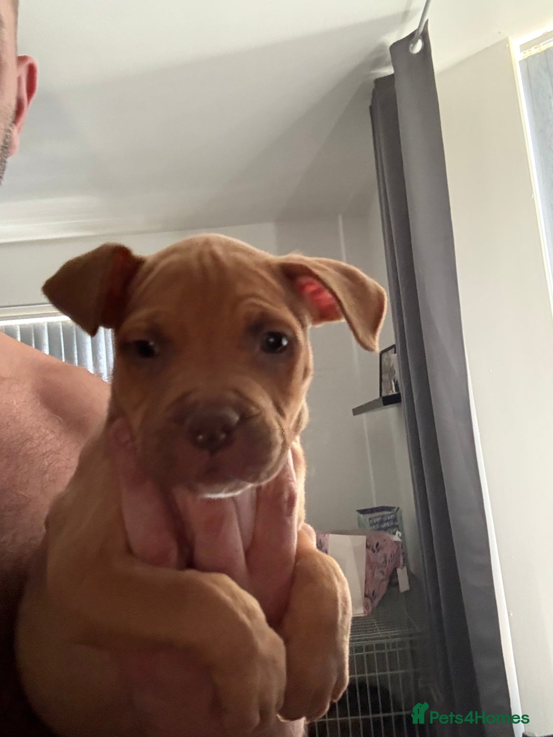 Mixed Breed dogs for sale: Tri chocolate  Corso mixed - Image 29