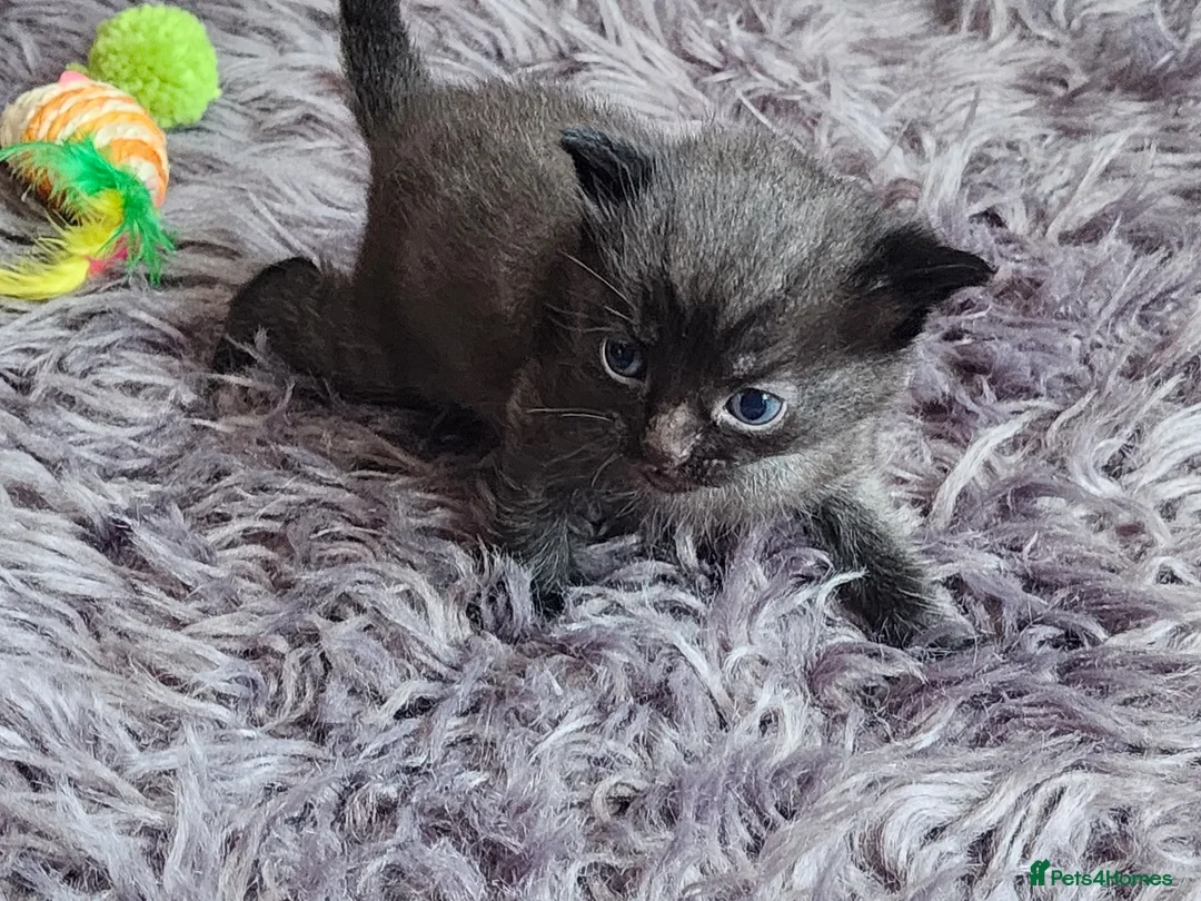 Mixed Breed cats for sale: Come for your best friend! in Croydon - Advert 1