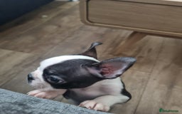 Boston Terrier dogs for sale: Boston Terrier pups - Image 20