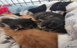 Mixed Breed cats for sale: Beautiful kittens - Image 32