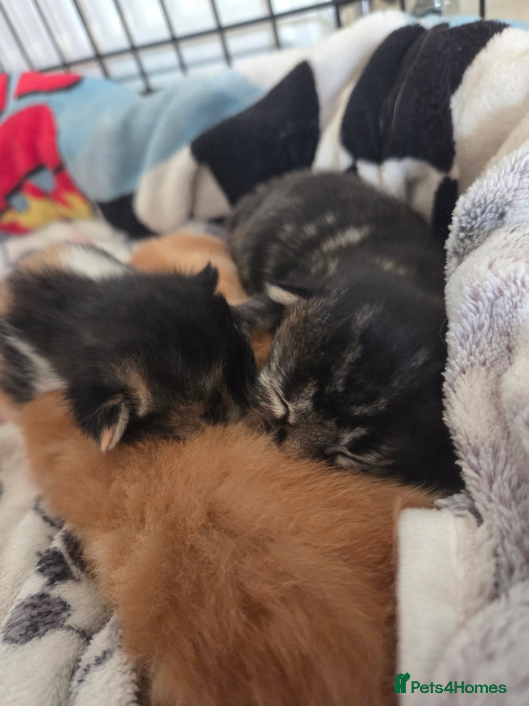 Mixed Breed cats for sale: Beautiful kittens - Image 32