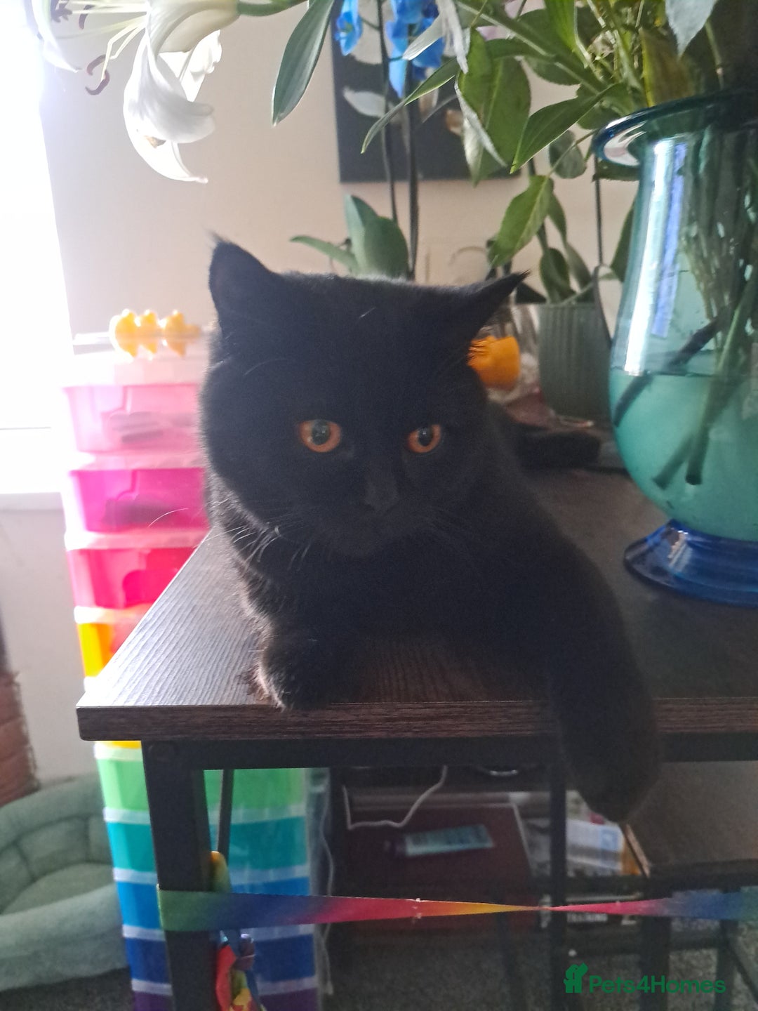 British Shorthair cats for sale: Pure BSH kitten - Image 6