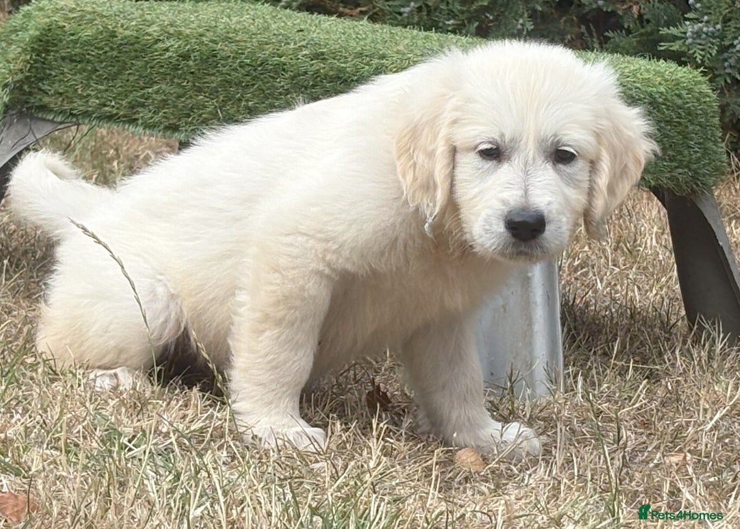 Golden Retriever dogs for sale: KC Registered  boy from 5 Star Breeder  - Image 20