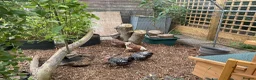 Chickens poultry for sale: Wyandotte Bantams Silver Laced in Crediton - Advert 8
