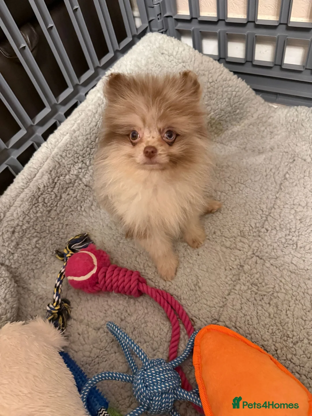 Pomchi dogs for sale: Beautiful pomeranian puppies  - Advert 3