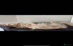 Maine Coon cats for sale: 4 big pure gorgeous Mainecoon boys  - Image 23