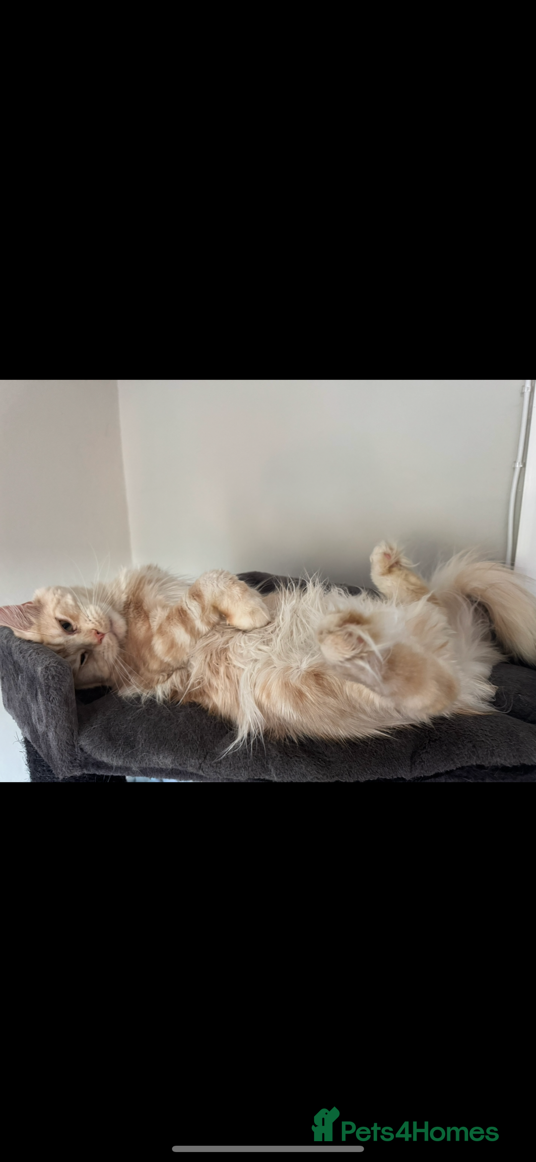 Maine Coon cats for sale: 4 big pure gorgeous Mainecoon boys  - Image 23