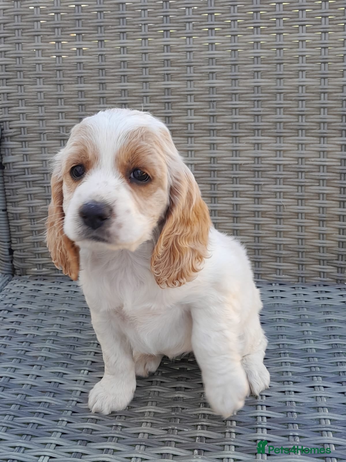 Cockapoo dogs Cockatoo  - Advert 2
