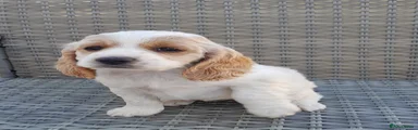 Cockapoo 5