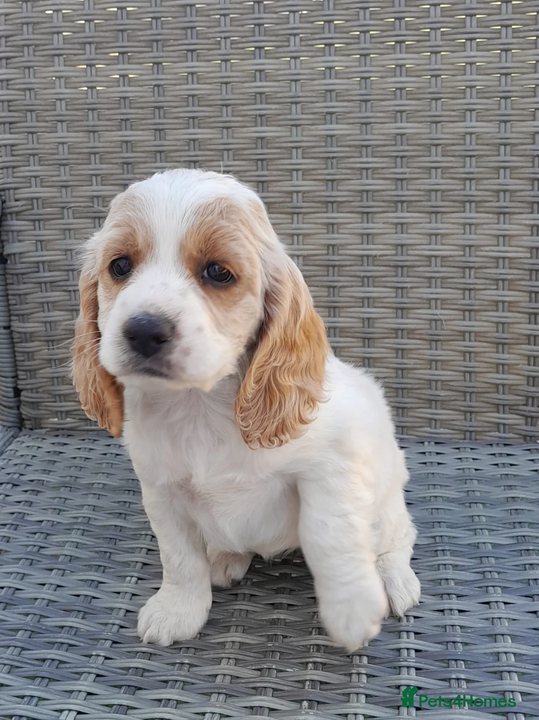 Cockapoo dogs for sale: Cockatoo  - Advert 2
