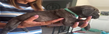 Mixed Breed 11