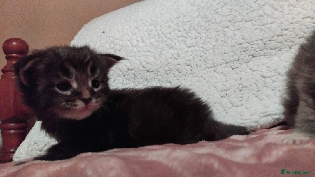 Maine Coon cats for sale: Maine Coons Kittens For Sale  - Advert 3