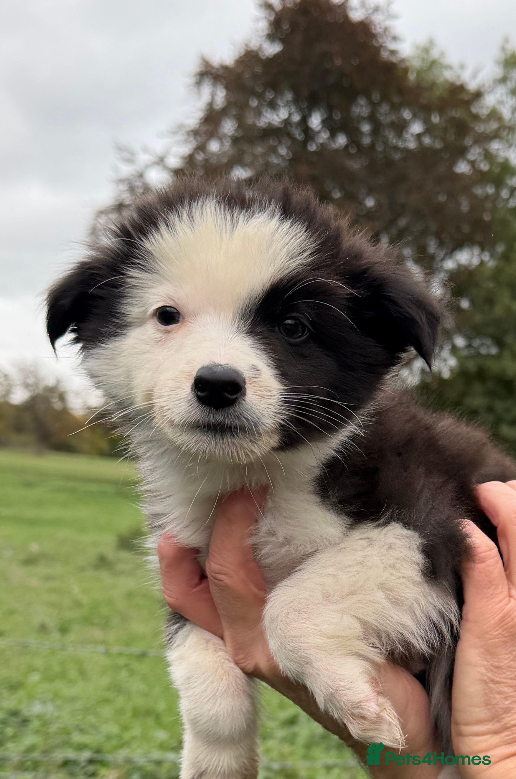 Border Collie dogs Blue Merle and Black white Border Collie puppies - Advert 2