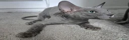 Sphynx cats for sale: Elegant Grey Velvet Boys  - Advert 6
