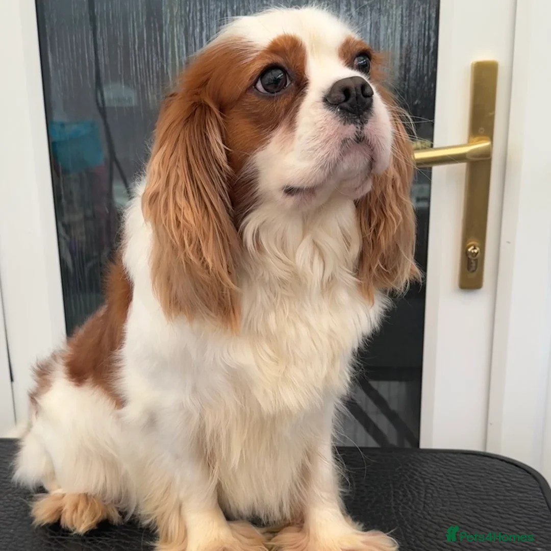 Cavalier King Charles Spaniel dogs for stud: Proven stud KC cavalier King Charles  - Advert 7
