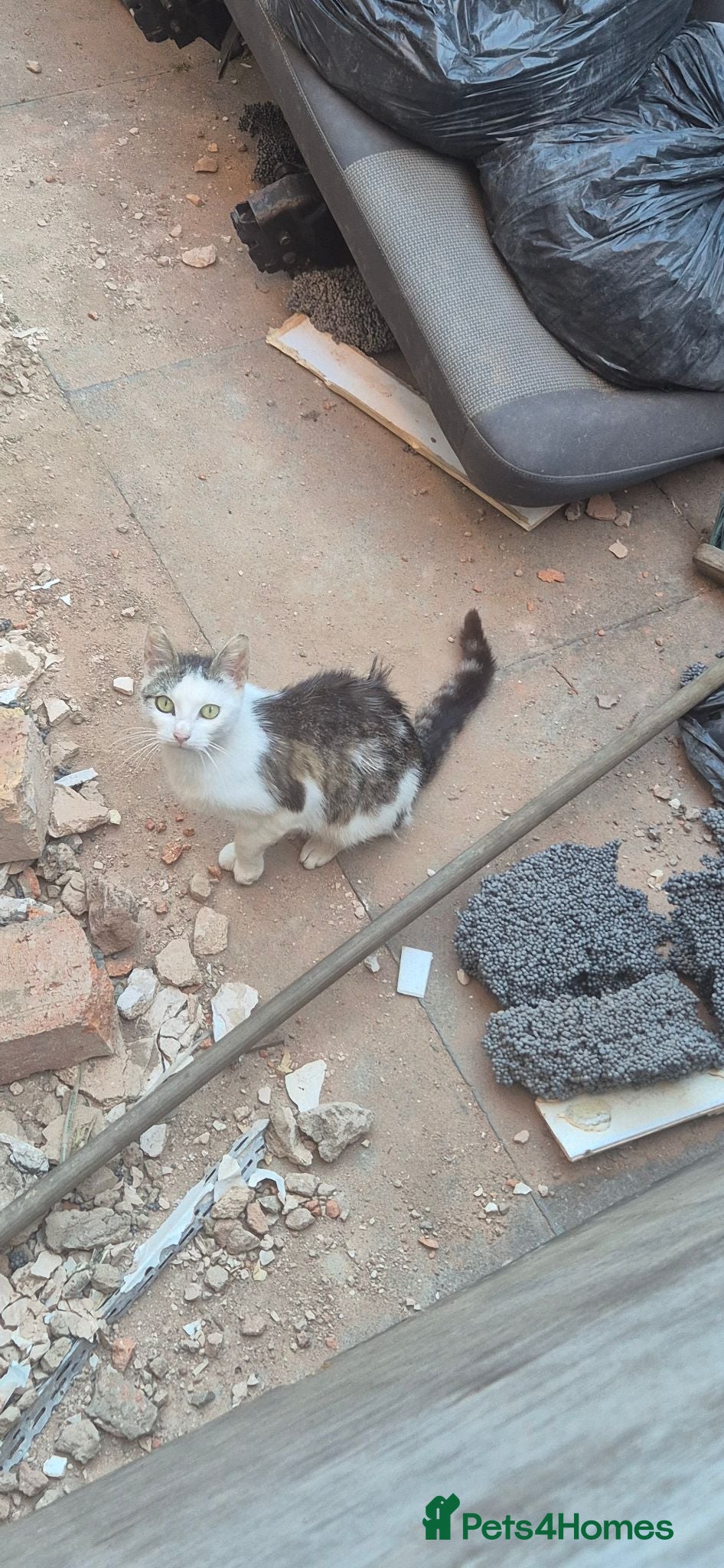 Mixed Breed cats 3 kittens in need of a lovely home - Advert 1