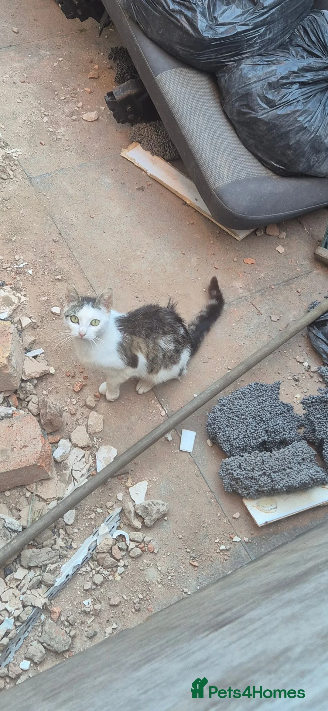 Mixed Breed cats for sale: 3 kittens in need of a lovely home - Advert 1