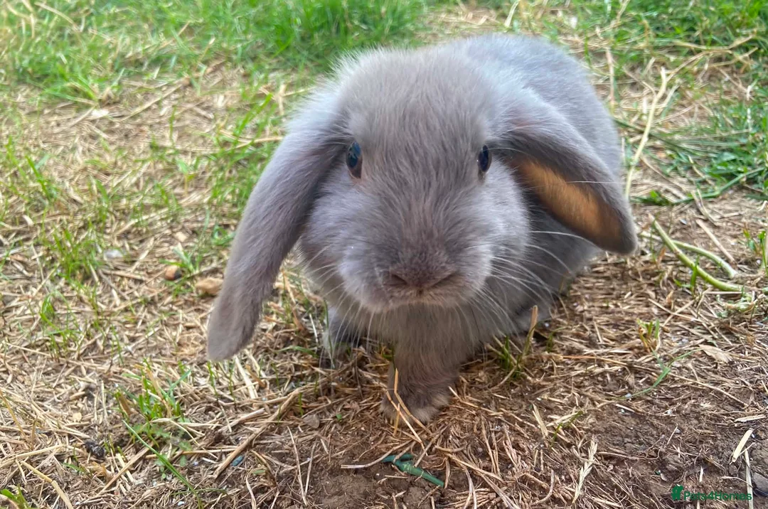 Mini Lop rabbits for sale: Baby mini lop  - Advert 3