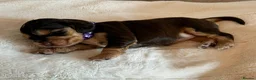 Cocker Spaniel dogs for sale: 🌟 OUTSTANDING KC SHOW COCKER SPANIELS 🌟 - Advert 32