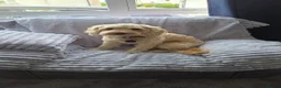 Cavapoo dogs for sale: 6 Cavapoo Puppies - Advert 2