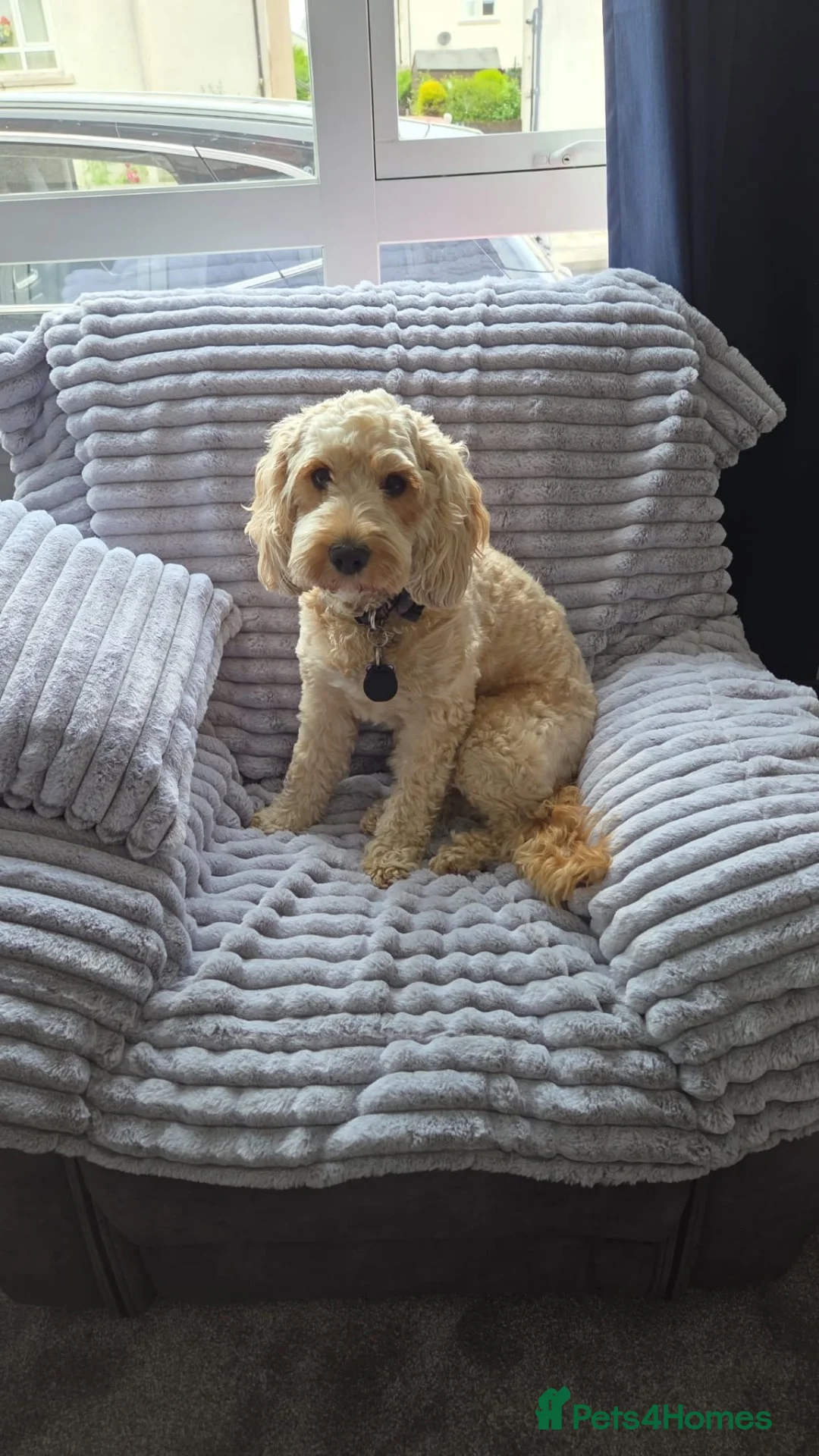 Cavapoo dogs for sale: 6 Cavapoo Puppies - Advert 2