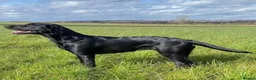 Labrador Retriever dogs for sale: Quality FTCH Sired Pup in Rotherham - Advert 4
