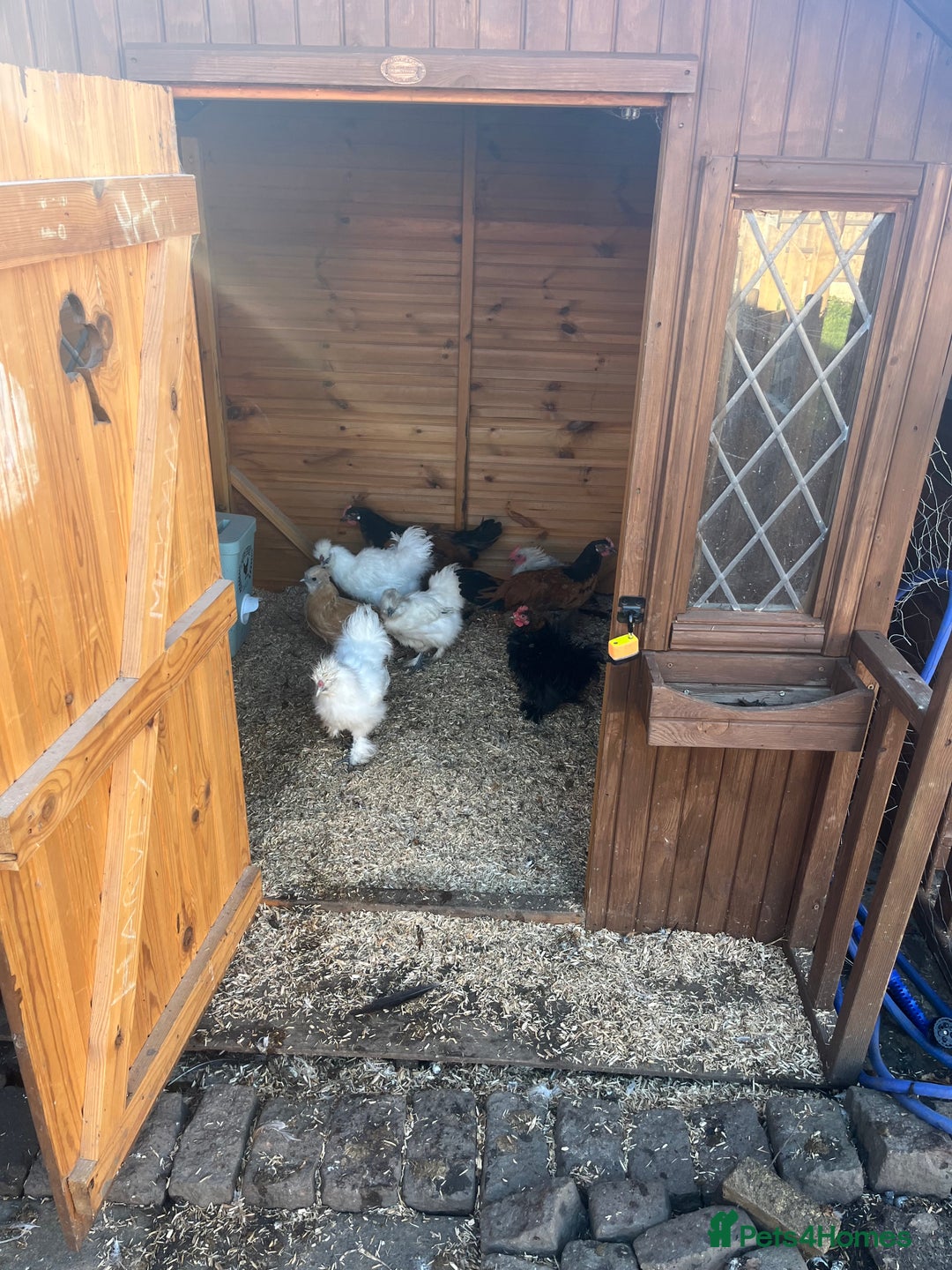 Chickens poultry for sale: Silkie , Americano cockerels for sale  - Advert 2