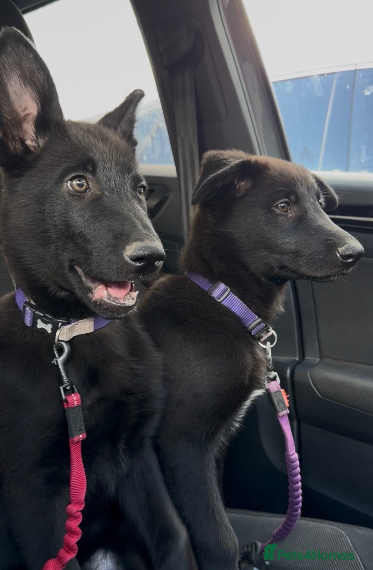 German Shepherd dogs Healthy German Shepherd Puppies - Advert 2